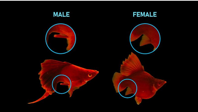 Cá Bình Tích Đỏ Đực Và Cái
