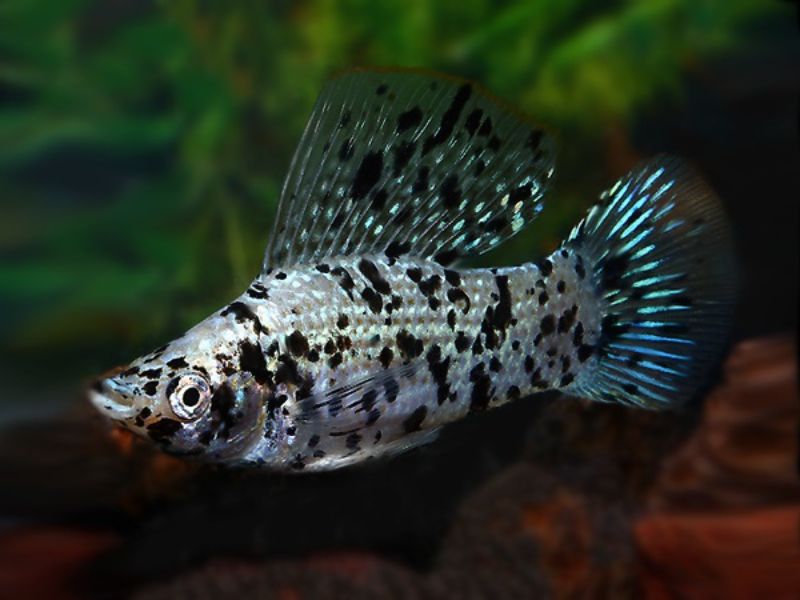 Cá Bình Tích Trân Châu Muối Tiêu