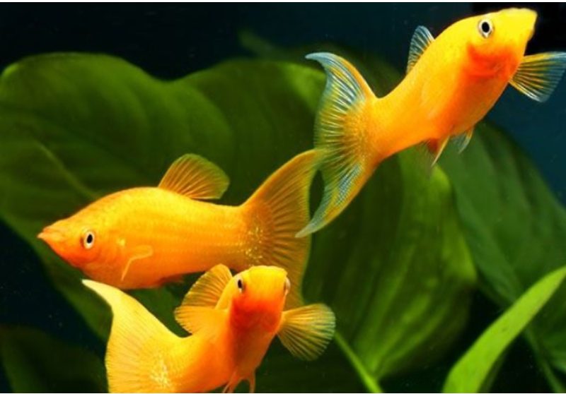 Cá Bình Tích Hoàng Kim