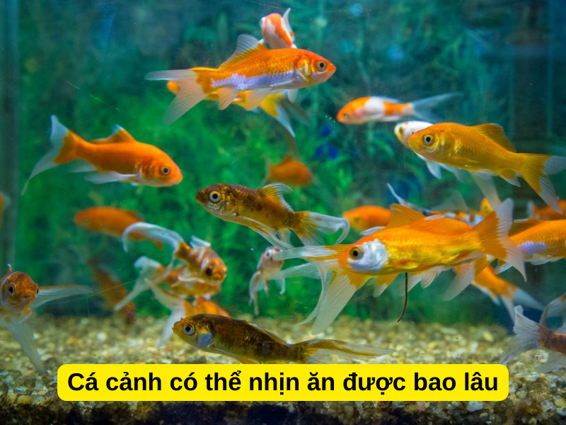 Cá Cảnh Nhịn Ăn Được Bao Lâu? 6 Mẹo Cho Cá Ăn Khi Đi Xa