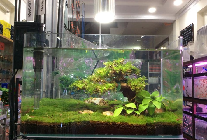 Cá cảnh Minh Phú - Quận 2