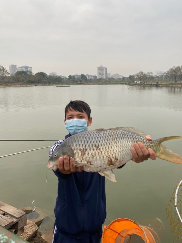 Cá Chép và Mồi Câu Cá Chép 