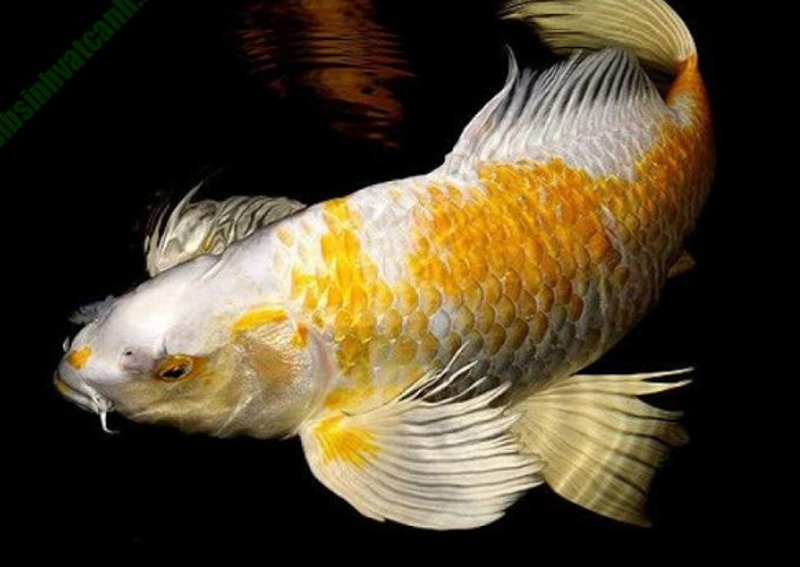 Dấu hiệu nhận biết cá koi bướm