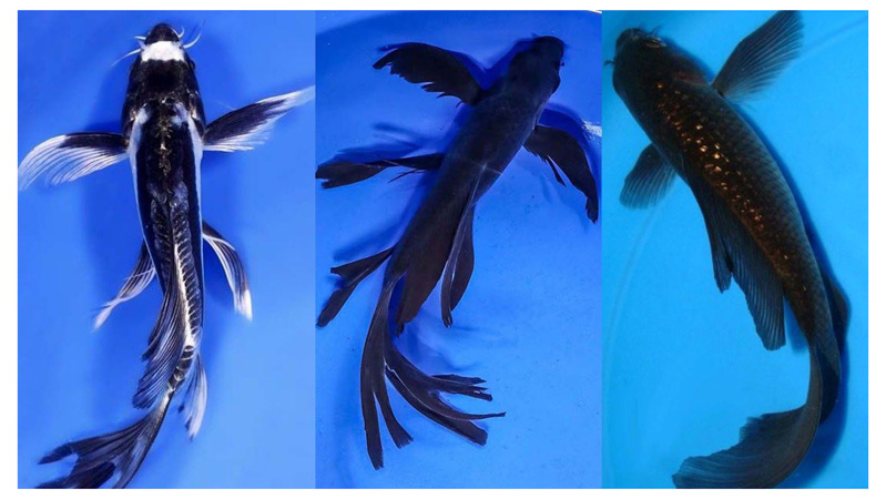 Cá koi bướm đen