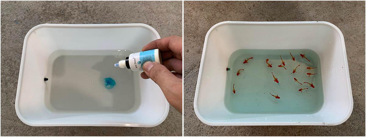 [CKCS – Phòng Trị Bệnh] – Tại sao cá mới mua về chỉ vài ngày sau đã bệnh và chết?