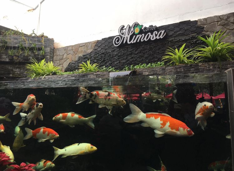 Điểm danh các quán cafe cá Koi cực chill, thư giãn ở Sài Gòn