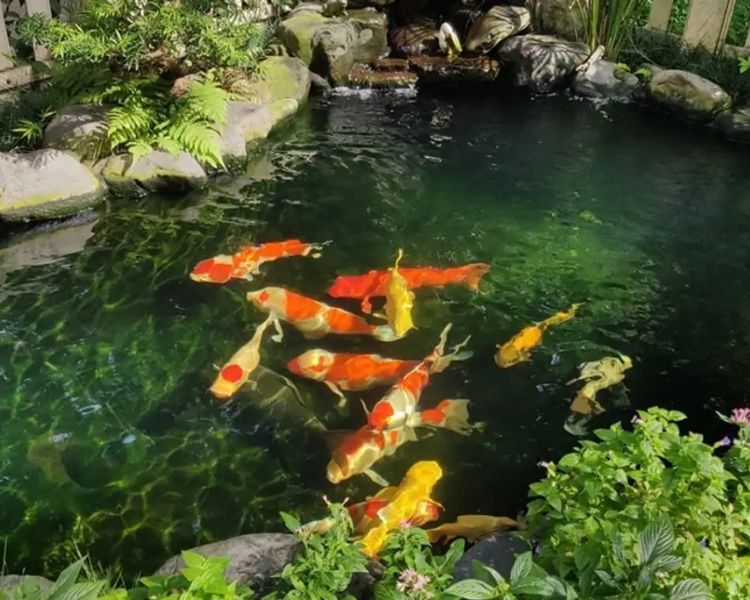 Điểm danh các quán cafe cá Koi cực chill, thư giãn ở Sài Gòn