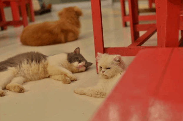 cà phê thú cưng ở sài gòn