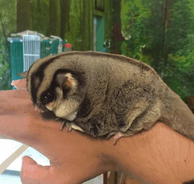 cà phê thú cưng ở sài gòn