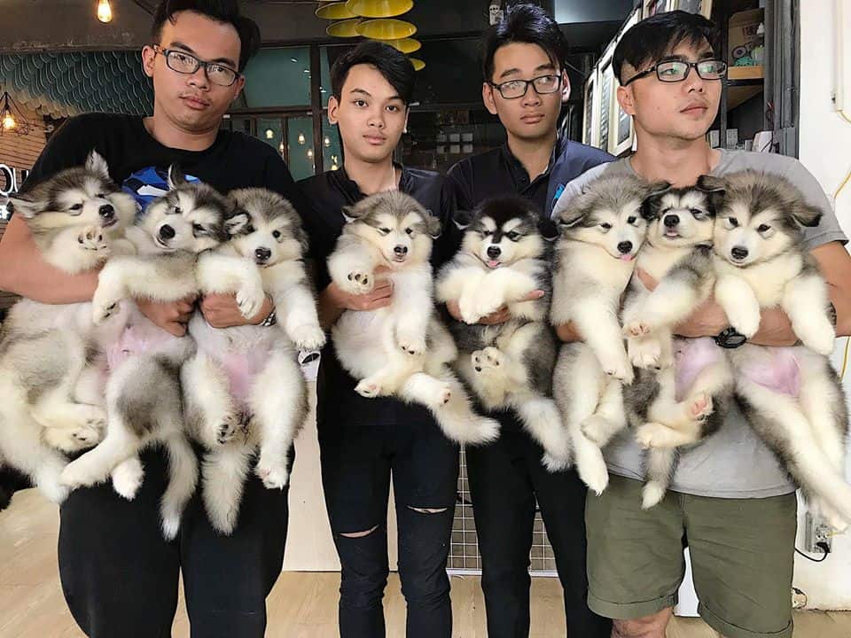 Hầu hết các bé cún tại đây đều là Alaska