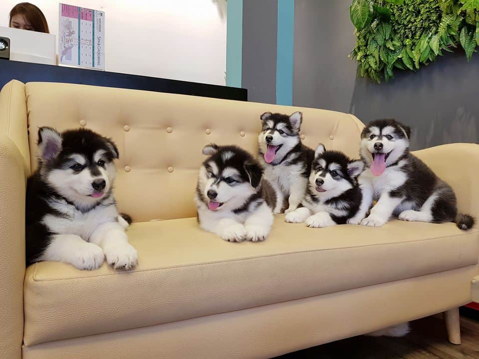 Những chú Alaska xinh xắn (sưu tầm)