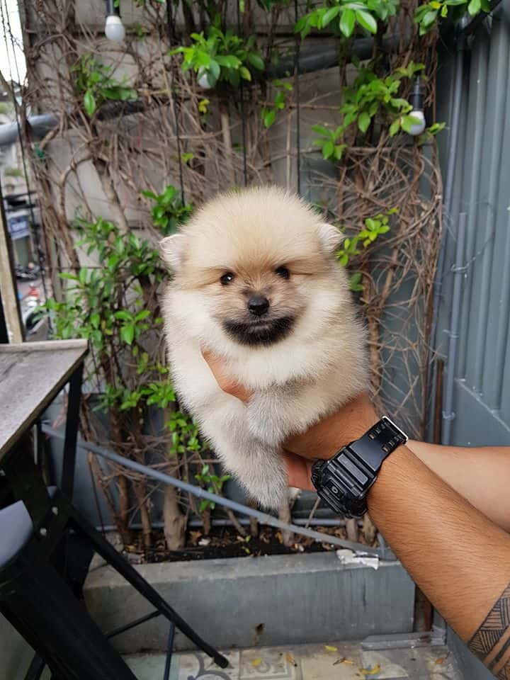 Có cả những chú Alaska size mini rất dễ thương thế này nè!