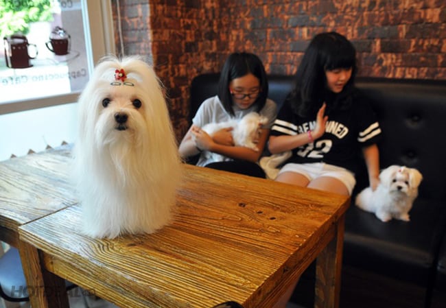 Hotgirl của quán đây chứ đâu.