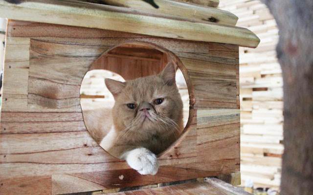 Nhìn thì hai nghìn - boss said