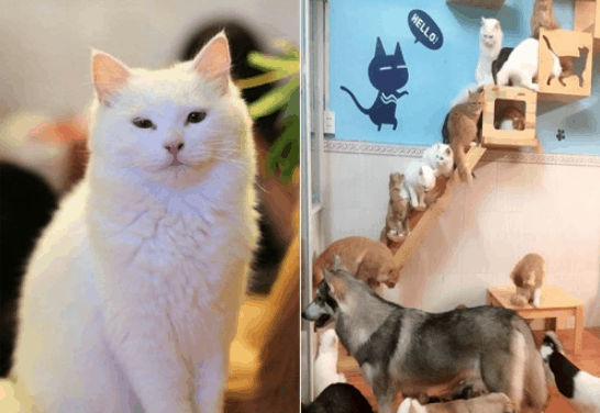 cà phê thú cưng ở sài gòn