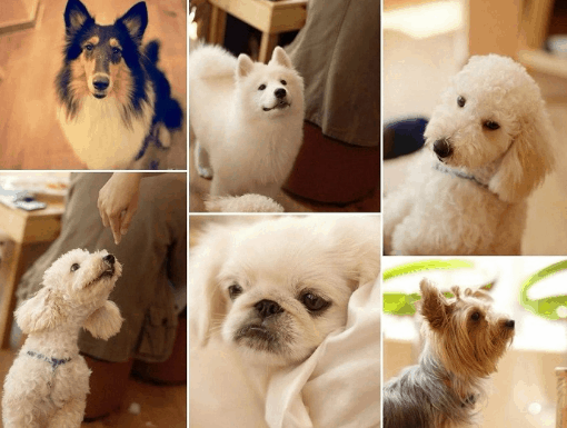 cà phê thú cưng ở sài gòn