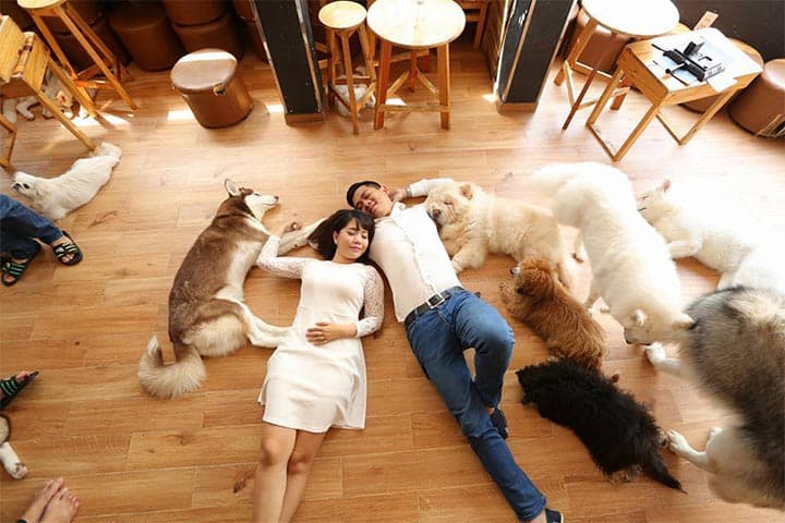 Những chú chó ở đây cực thân thiệt và cuốn người