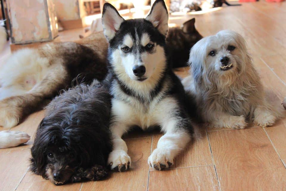 Dàn nhân viên "bảo kê" nhà Hachiko. Ảnh: Fanpage