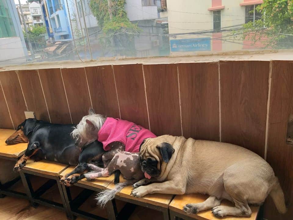 Mặc kệ sự đời anh em mình cứ làm một giấc đã. Ảnh: Fanpage