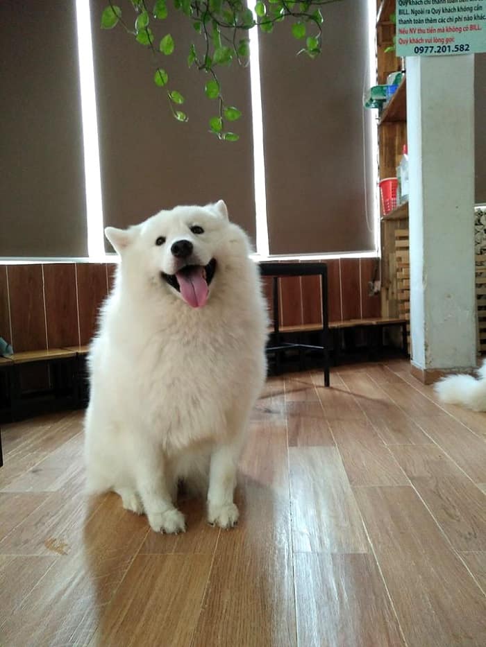 Boss tuy hơi ngáo nhưng được cái dễ thương thì đố ai bằng