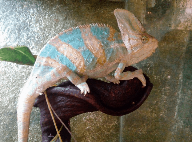 cà phê thú cưng ở sài gòn