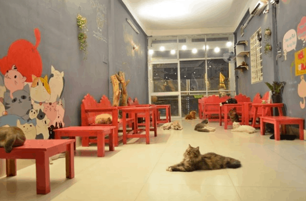 cà phê thú cưng ở sài gòn