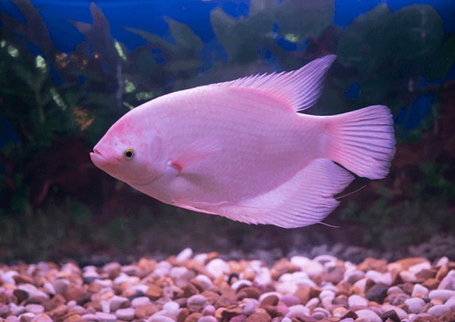 Cá Phát tài - Thông tin, đặc điểm, ý nghĩa và cách nuôi - 2