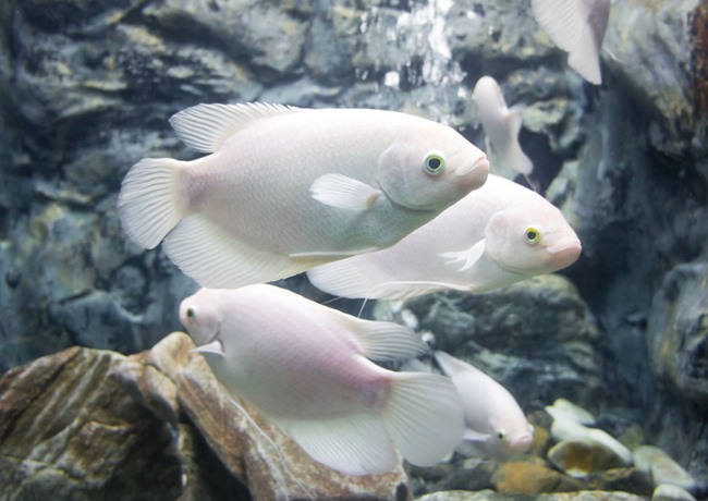 Cá Phát tài - Thông tin, đặc điểm, ý nghĩa và cách nuôi - 4