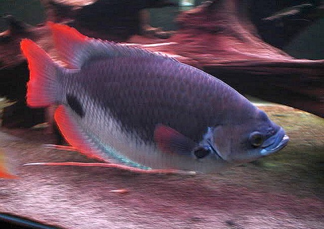 Cá Phát tài - Thông tin, đặc điểm, ý nghĩa và cách nuôi - 5
