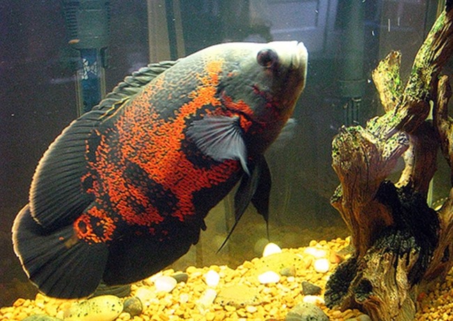 Cá Phát tài - Thông tin, đặc điểm, ý nghĩa và cách nuôi - 6