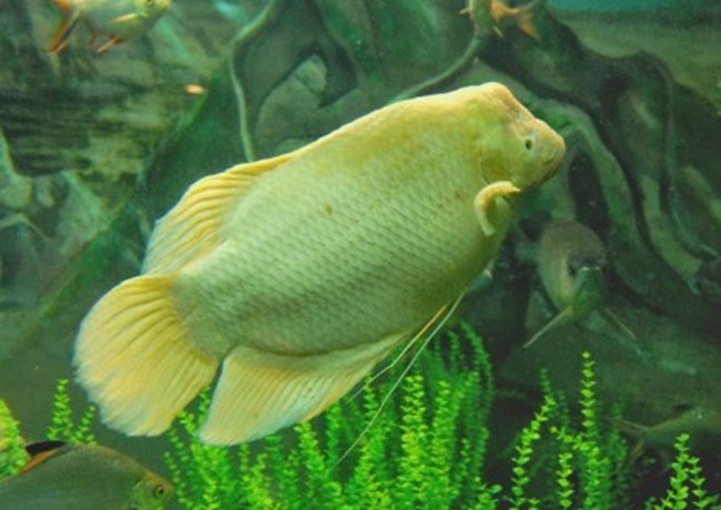 Cá Phát tài - Thông tin, đặc điểm, ý nghĩa và cách nuôi - 7