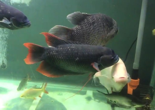 Cá Phát tài - Thông tin, đặc điểm, ý nghĩa và cách nuôi - 8