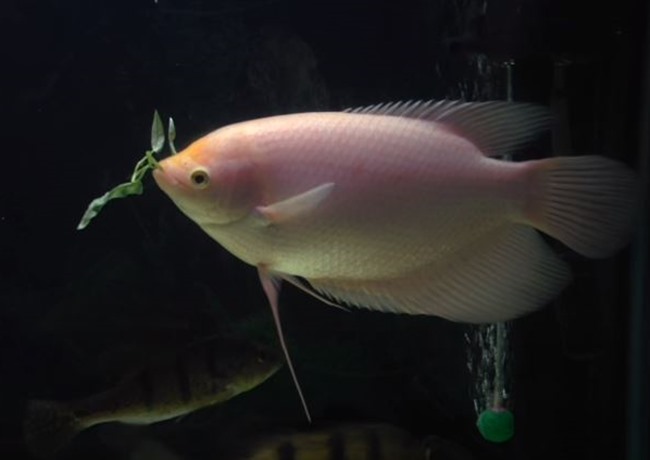 Cá Phát tài - Thông tin, đặc điểm, ý nghĩa và cách nuôi - 9