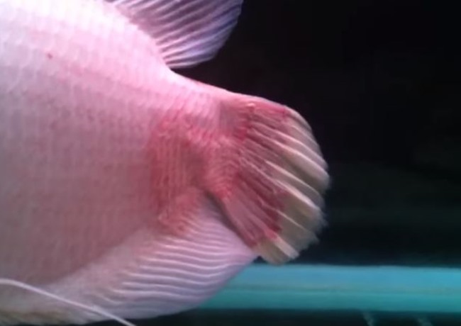 Cá Phát tài - Thông tin, đặc điểm, ý nghĩa và cách nuôi - 10