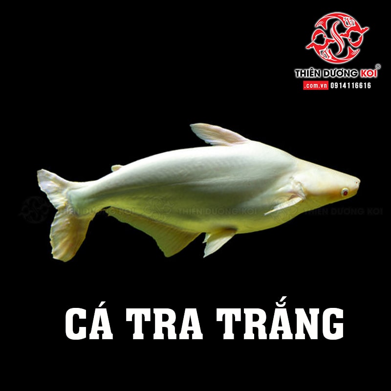 cá tra trắng