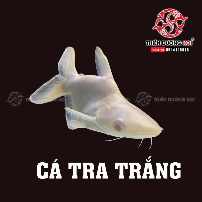 cá tra trắng