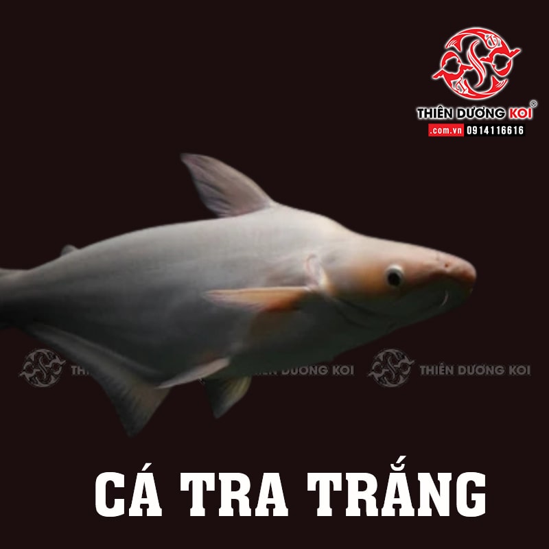 Cá Tra Trắng – Nguồn Gốc,Đặc Điểm, Cách Nuôi Và Giá Bán