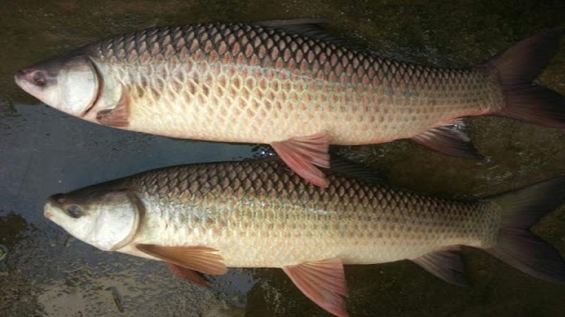 Cá trôi là cá gì? Cá trôi nấu món gì ngon nhất?