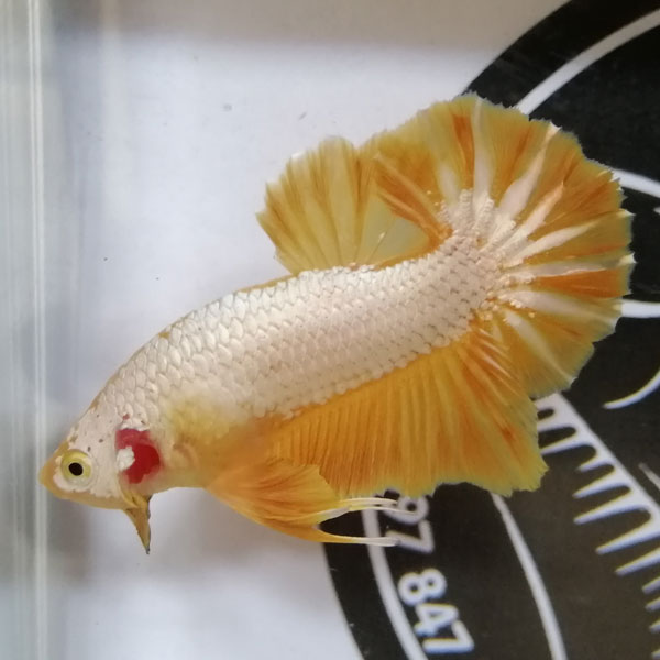 Kiến thức cá betta rồng từ A-Z + list danh sách betta rồng đẹp số 1 VN