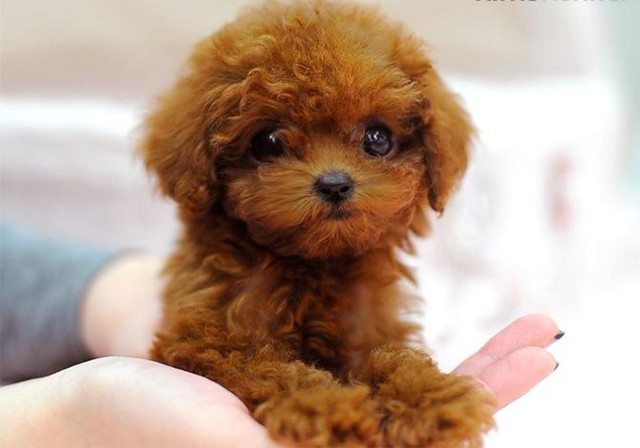 cho-toy-poodle