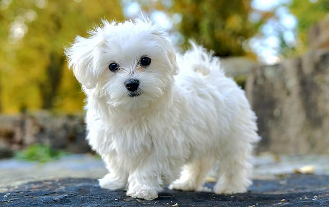 maltese
