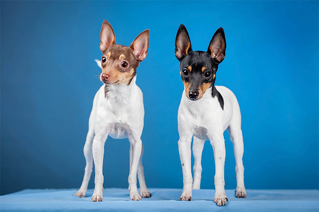 toy-fox-terrier