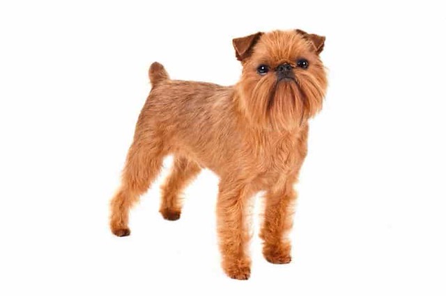 Brussels-Griffon