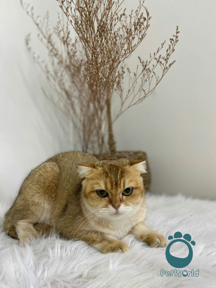 mèo anh lông ngắn