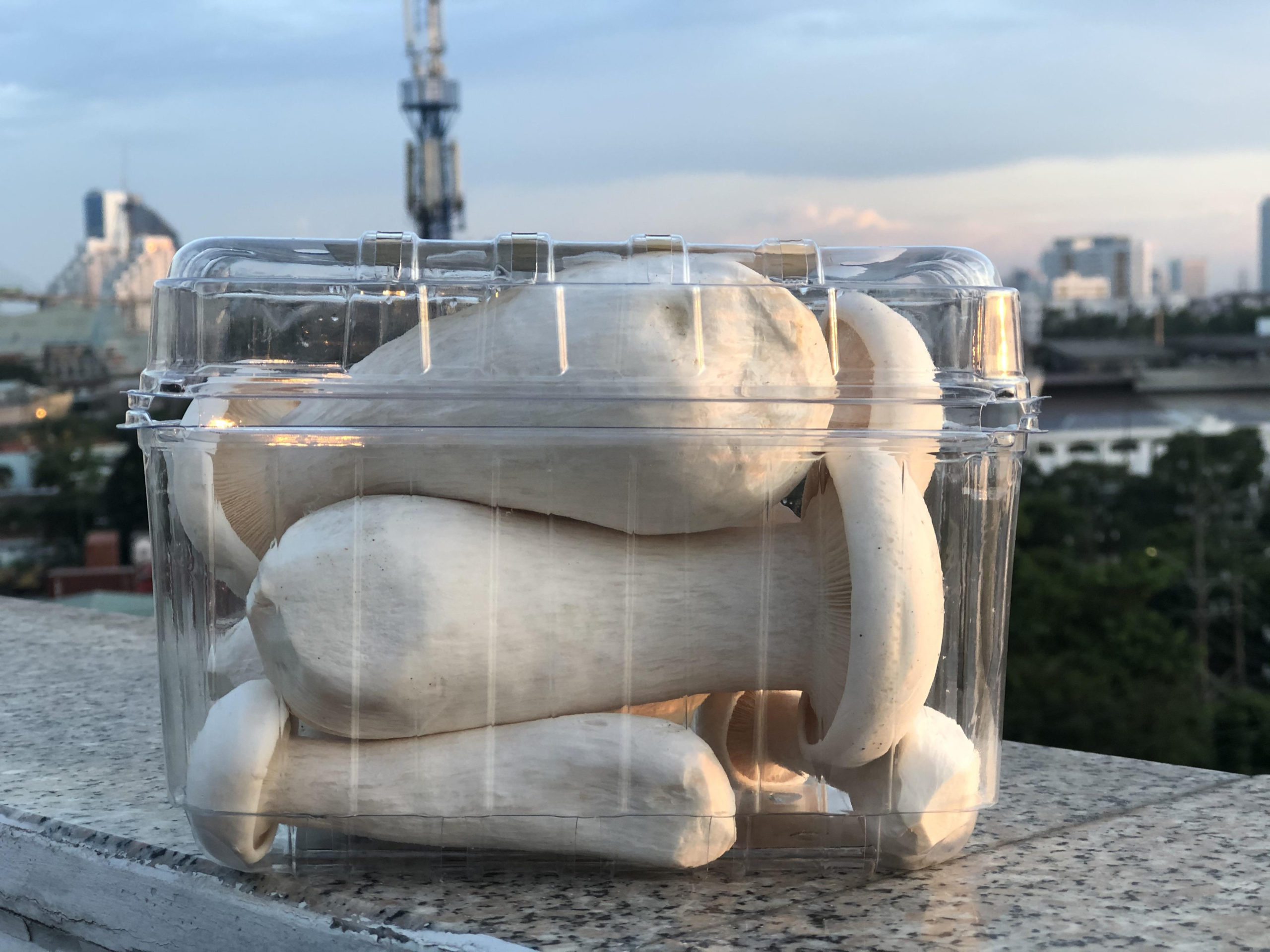 Nấm Hoàng Đế - Nấm Milky - Nấm Trắng Sữa