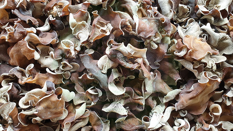 nấm mèo - nấm mộc nhĩ