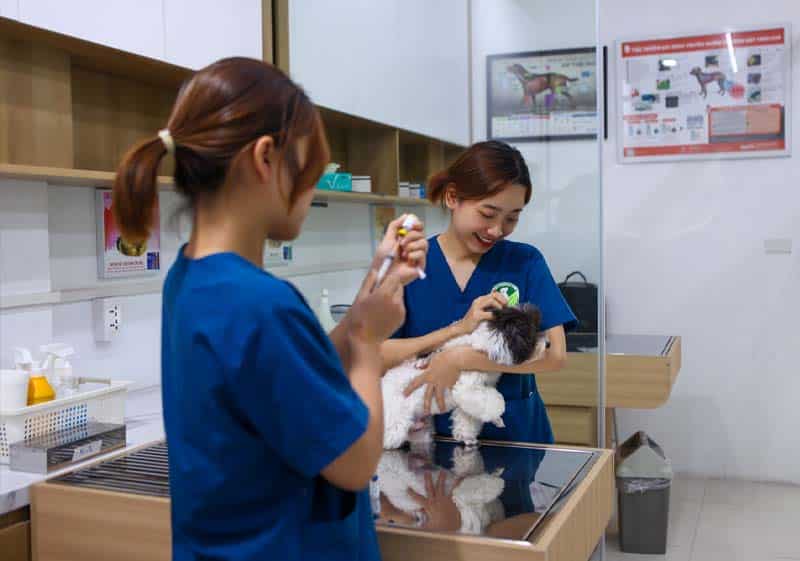 Chó bị liệt 2 chân sau