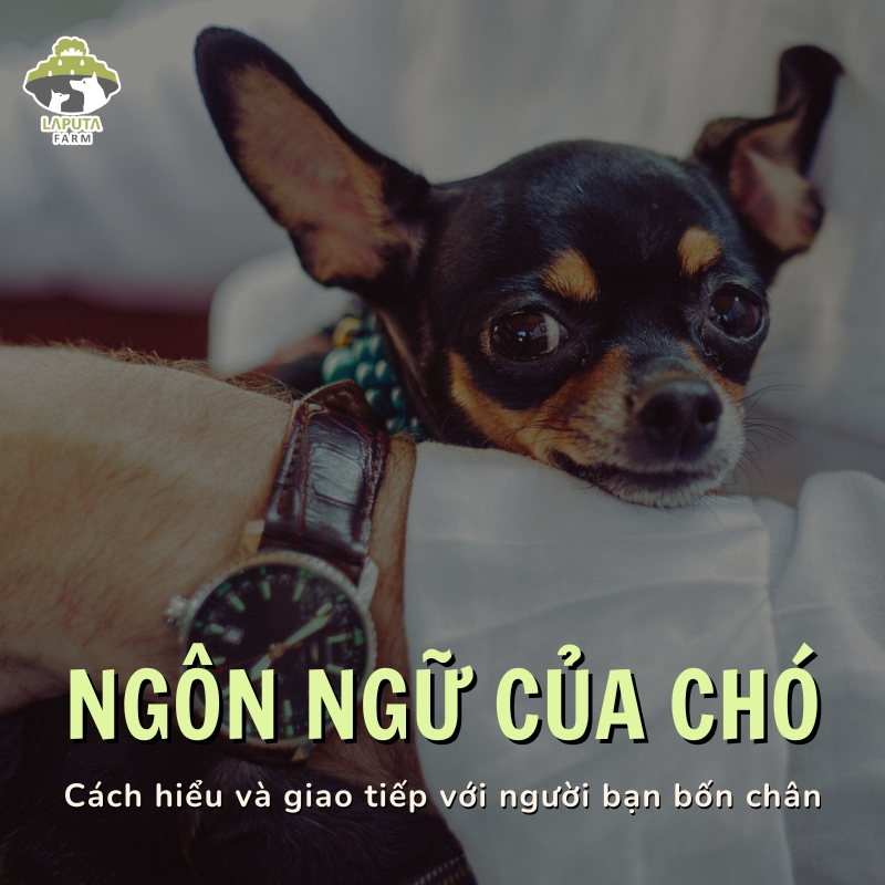 Ngôn ngữ của chó: Cách hiểu và giao tiếp với người bạn bốn chân