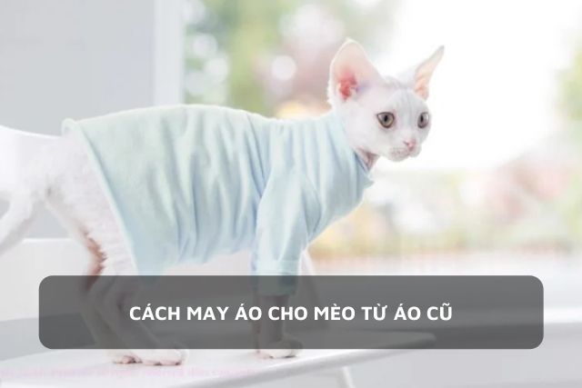 Bé mèo trắng mặc một chiếc áo xanh ngọc bích