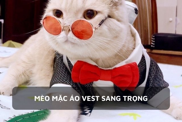 Bé mèo mặc áo vest sang trọng